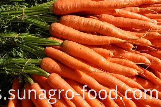 Healthy Organic Carrot